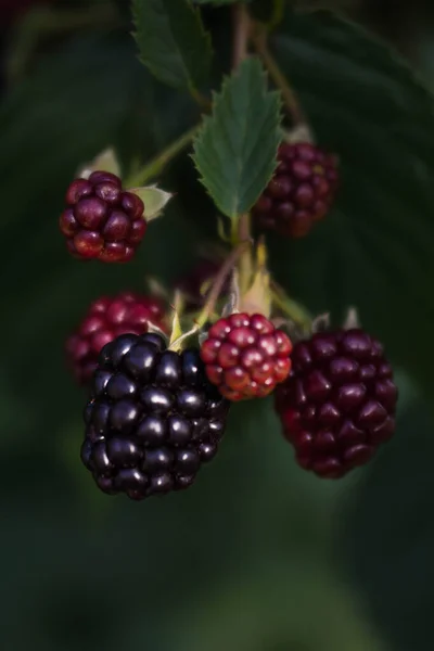 Baga Blackberry Maduro Imaturo Nos Ramos Bush Luz Solar Macro — Fotografia de Stock