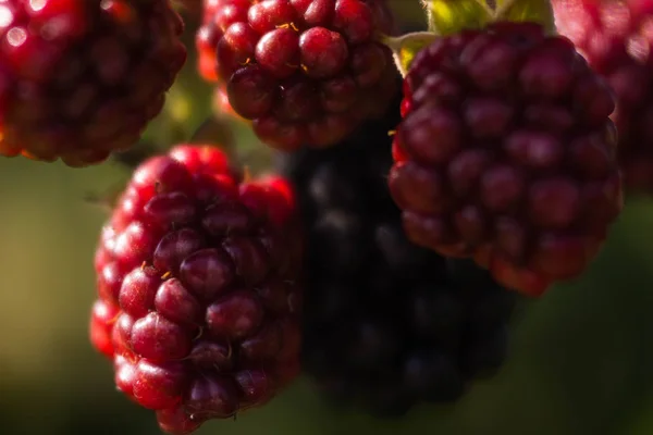 블랙베리 Berry Blackberry 햇빛을 받으며 부시의 가지에 않았다 매크로는 텍스처 — 스톡 사진