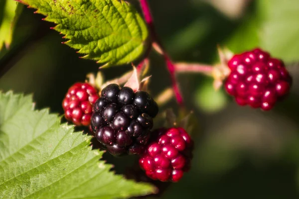 Baga Blackberry Maduro Imaturo Nos Ramos Bush Luz Solar Macro — Fotografia de Stock