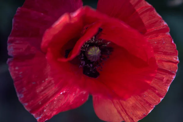 Fleur Pavot Macro Photographie Sur Fond Herbe Verte Dans Une — Photo