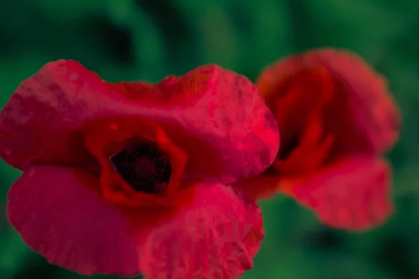 Цветок Мака Макрофотографии Зеленом Фоне Травы Красивых Кремовых Боке Фон — стоковое фото