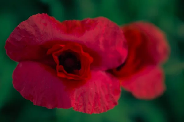 Flor Papoula Macrofotografia Fundo Grama Verde Belo Fundo Cremoso Bokeh — Fotografia de Stock