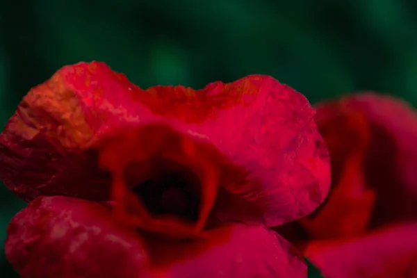 Poppy Flower Macro Photography Green Grass Background Beautiful Creamy Bokeh — Stock Photo, Image