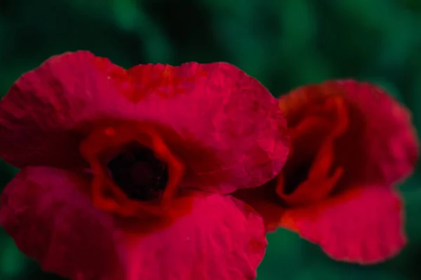 Fleur Pavot Macro Photographie Sur Fond Herbe Verte Dans Une — Photo