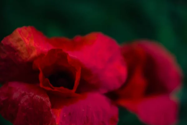 Makowy Kwiat Makro Fotografii Zielonym Tle Trawy Pięknym Kremowym Bokeh — Zdjęcie stockowe
