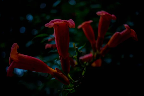 緑の葉の上にザクロの花 — ストック写真