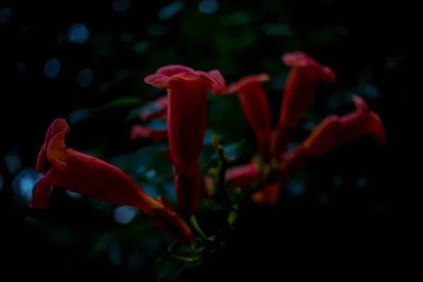 Yeşil Yapraklı Nar Çiçeği — Stok fotoğraf