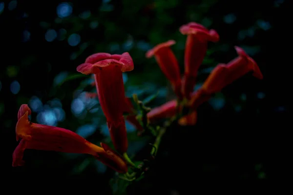Квітка Граната Фоні Зеленого Листя — стокове фото