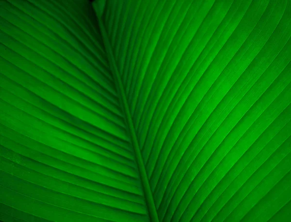 Bananenblätter Der Makrofotografie Leuchtend Grünes Blatt Einer Bananenstaude Bananenbaum Blatt — Stockfoto