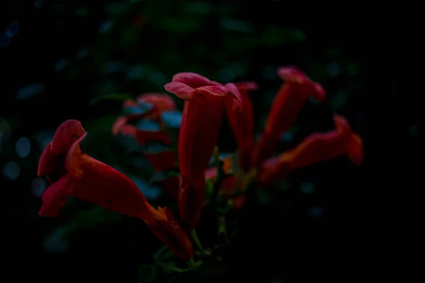 緑の葉の上にザクロの花 — ストック写真