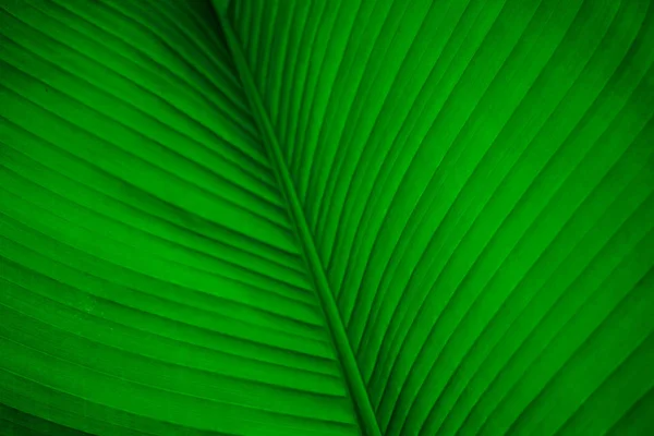 Hojas Plátano Macrofotografía Hoja Verde Brillante Del Plátano Banano Hoja —  Fotos de Stock