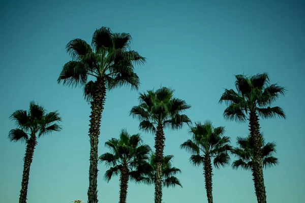 Palm Gren Blå Bakgrund Bakgrundskonsistens Vacker Palm Gren Himlen Bakgrund — Stockfoto