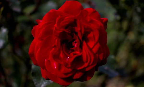 Rojo Brillante Borgoña Rosa Una Rama Sobre Fondo Pétalos Rosa — Foto de Stock