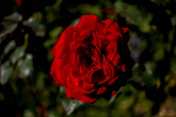Rouge Vif Bourgogne Rose Sur Une Branche Sur Fond Pétales — Photo