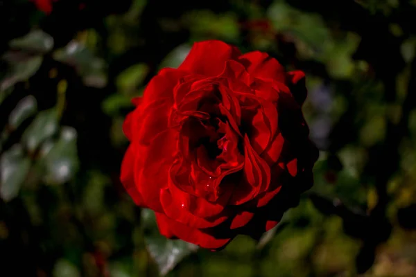 緑のバラの花びらを背景に 枝に鮮やかな赤のブルゴーニュが立ち上がりました マクロ写真美しい花の背景テクスチャ — ストック写真