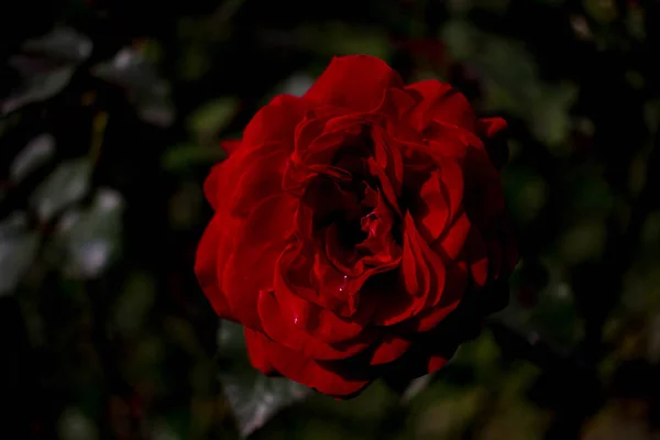 Jasně Červená Burgundská Růže Větvi Pozadí Zelených Okvětních Lístků Růží — Stock fotografie