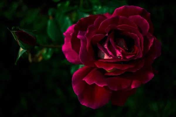 緑のバラの花びらを背景に 枝に鮮やかな赤のブルゴーニュが立ち上がりました マクロ写真美しい花の背景テクスチャ — ストック写真