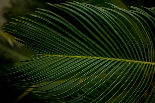 Hoja Palma Macro Sobre Fondo Verde Protector Pantalla Textura Fondo —  Fotos de Stock