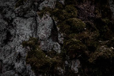 Ahşap arka plan. Kusursuz ahşap kabuk dokusu. Ağaç kabuğunun arka plan dokusu. Canlı bir ağacın fotoğrafı. arkaplan dokusu sıçrama ekranı