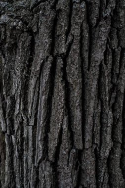 Ahşap arka plan. Kusursuz ahşap kabuk dokusu. Ağaç kabuğunun arka plan dokusu. Canlı bir ağacın fotoğrafı. arkaplan dokusu sıçrama ekranı