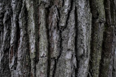Ahşap arka plan. Kusursuz ahşap kabuk dokusu. Ağaç kabuğunun arka plan dokusu. Canlı bir ağacın fotoğrafı. arkaplan dokusu sıçrama ekranı