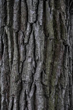 Ahşap arka plan. Kusursuz ahşap kabuk dokusu. Ağaç kabuğunun arka plan dokusu. Canlı bir ağacın fotoğrafı. arkaplan dokusu sıçrama ekranı