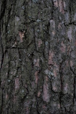 Ahşap arka plan. Kusursuz ahşap kabuk dokusu. Ağaç kabuğunun arka plan dokusu. Canlı bir ağacın fotoğrafı. arkaplan dokusu sıçrama ekranı