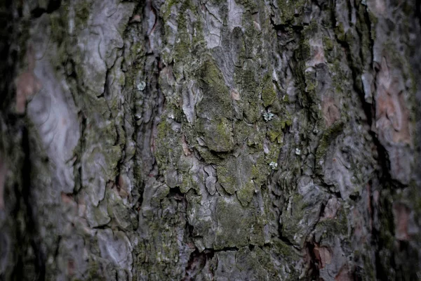 Houten Achtergrond Naadloze Textuur Van Houten Schors Achtergrondstructuur Van Boomschors — Stockfoto