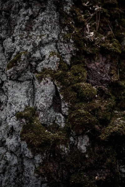 Holzbackground Nahtlose Textur Aus Holzrinde Hintergrundtextur Der Baumrinde Foto Eines — Stockfoto