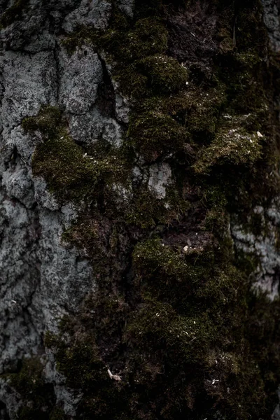 Holzbackground Nahtlose Textur Aus Holzrinde Hintergrundtextur Der Baumrinde Foto Eines — Stockfoto