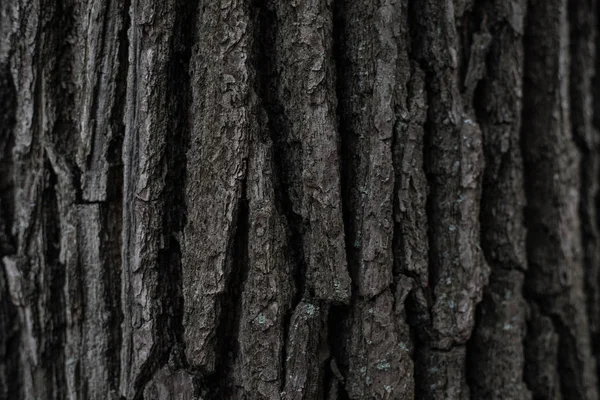 Holzbackground Nahtlose Textur Aus Holzrinde Hintergrundtextur Der Baumrinde Foto Eines — Stockfoto