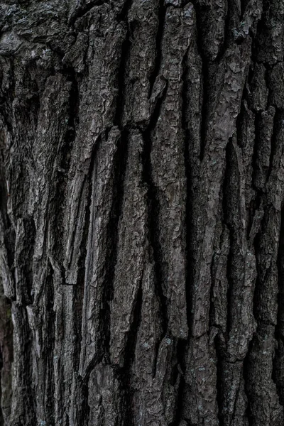 Wooden Background.Seamless texture of wood bark. Background texture of tree bark. photo of a live tree. background texture splash screen