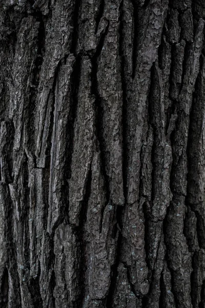 Holzbackground Nahtlose Textur Aus Holzrinde Hintergrundtextur Der Baumrinde Foto Eines — Stockfoto