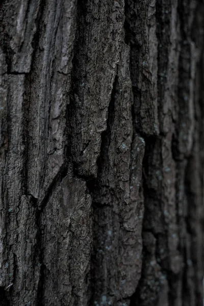 Fond Bois Texture Sans Couture Écorce Bois Texture Fond Écorce — Photo