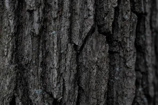 나무껍질의 씨없는 나무껍질의 나무의 텍스처 스플래시 스크린 — 스톡 사진