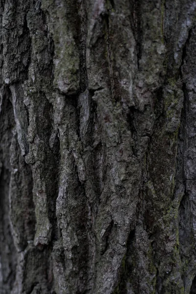 木制背景 无缝化的树皮质感 树皮的背景纹理 一张活树的照片 背景纹理飞溅屏幕 — 图库照片