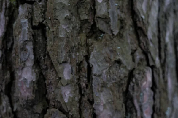 Houten Achtergrond Naadloze Textuur Van Houten Schors Achtergrondstructuur Van Boomschors — Stockfoto