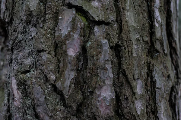 Houten Achtergrond Naadloze Textuur Van Houten Schors Achtergrondstructuur Van Boomschors — Stockfoto