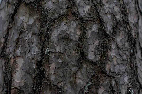 木の背景木の樹皮のシームレスな質感 樹皮の背景テクスチャ 生きた木の写真です 背景テクスチャスプラッシュ画面 — ストック写真