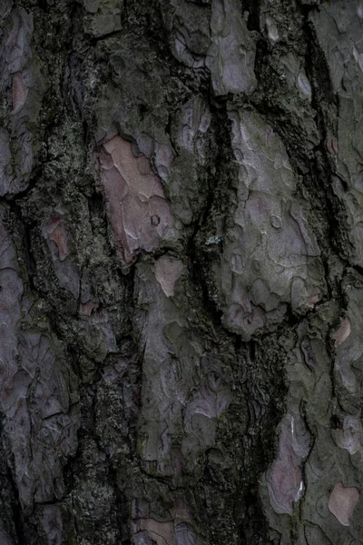 Fondo Madera Textura Perfecta Corteza Madera Textura Fondo Corteza Árbol — Foto de Stock