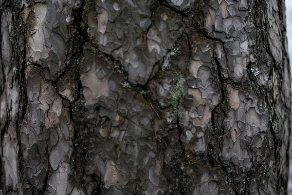 Houten Achtergrond Naadloze Textuur Van Houten Schors Achtergrondstructuur Van Boomschors — Stockfoto