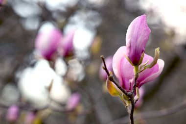 Kırılmaz tomurcuk Bahçede leylak manolyası