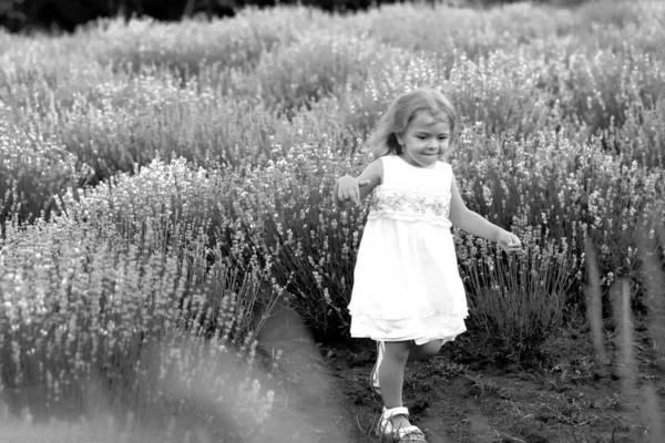 Niedliches kleines Mädchen in einem weißen Kleid geht in einem Lavendelfeld — Stockfoto