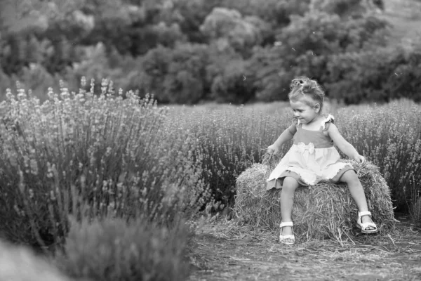 baby in a lilac dress plays hay in a lavender field