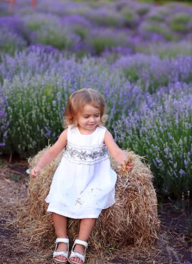 Beyaz elbiseli küçük kız lavanta tarlasında bir ahırda oturuyor.