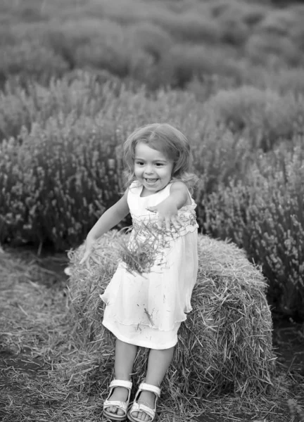 Mała dziewczynka w białej sukience rzuca siano w polu lawendy — Zdjęcie stockowe