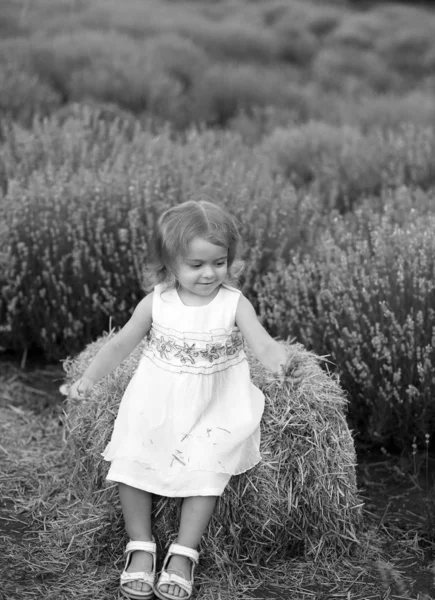 Kleines Mädchen in weißem Kleid sitzt auf einer Krippe in einem Lavendelfeld — Stockfoto