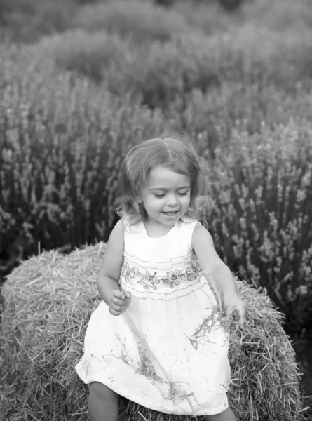 Bébé dans une robe blanche joue avec le foin dans un champ de lavande — Photo