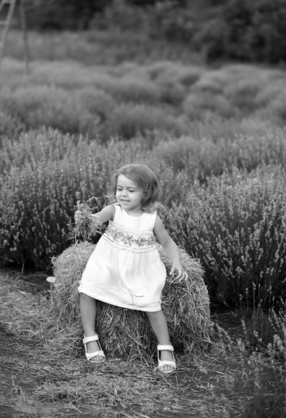 Baby i en vit klänning leker med hö i en lavendel fält — Stockfoto