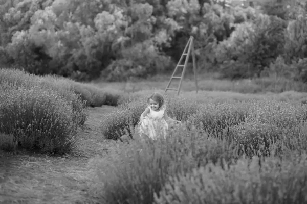 Menina em um vestido branco joga e caminha em um campo de lavanda — Fotografia de Stock